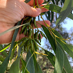 Photo n°1 de l'avis de sabrina.a fait le 31/07/2020 à 13:52 sur le  Trattoria U Tamarru à Catanzaro