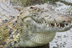 Crocodile Encounter image