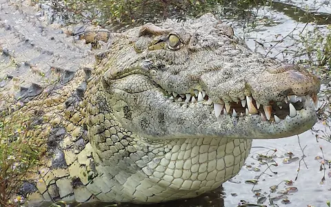 Crocodile Encounter image
