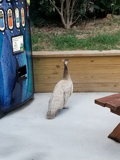 Zoo «Chestatee Wildlife Preserve & Zoo», reviews and photos, 469 Old Dahlonega Hwy, Dahlonega, GA 30533, USA