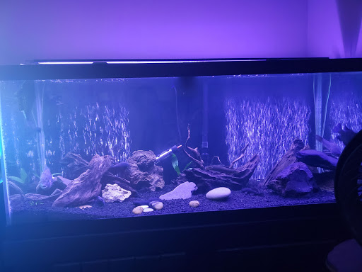 Pet Supply Store «Petco Animal Supplies», reviews and photos, 4401 Transit Rd #600, Williamsville, NY 14221, USA