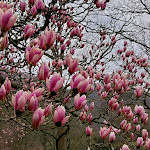 Photo n°5 de l'avis de Gibbi. fait le 10/04/2023 à 13:47 sur le  Bad Ems à Bad Ems