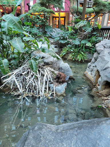 Garden «Mystic Falls Park», reviews and photos, 5111 Boulder Hwy, Las Vegas, NV 89122, USA