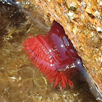 Photo n°2 de l'avis de Renato.i fait le 18/08/2020 à 20:59 sur le  Cala Surya à Perdepera