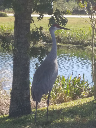 Insurance Agency «GEICO Corporate Office», reviews and photos