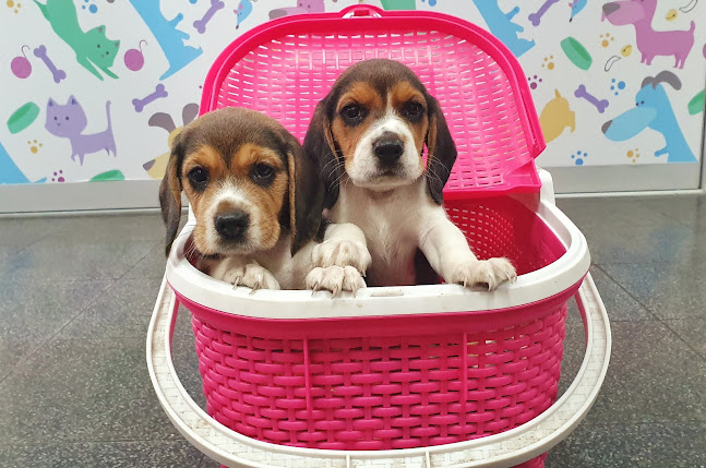 Veterinaria Mis 4 patas - Veterinario