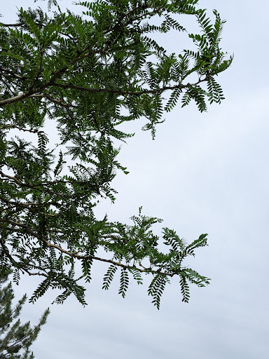 Park «Sweetwater Park», reviews and photos, 8300-1/2 Sweet Water Rd, Lone Tree, CO 80124, USA