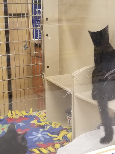 Pet Supply Store «PetSmart», reviews and photos, 6251 N Davis Hwy, Pensacola, FL 32504, USA