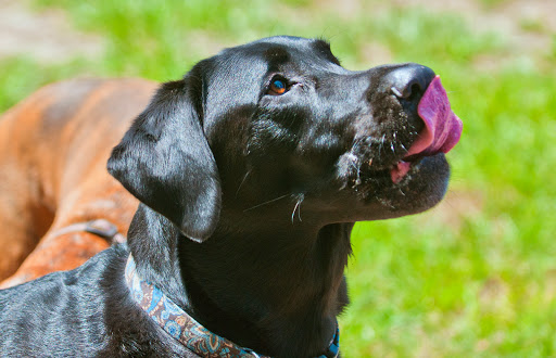 Pet Groomer «The Pet Bow-Tique», reviews and photos, 47 S Central Ave, Oviedo, FL 32765, USA