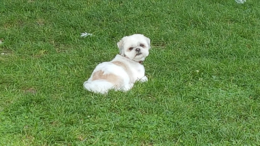 Pet Store «Abrams and Weakley General Store for Animals», reviews and photos, 3963 N 6th St, Harrisburg, PA 17110, USA