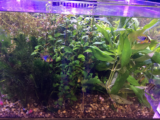 Pet Store «Woofs & Waves», reviews and photos, 5426 Arrowhead Pkwy E, Sioux Falls, SD 57110, USA