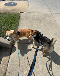 Morgan's Paws Pet Care Center - Photo 2 - Car repair in York, PA, York