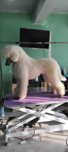 DOG SPA peluquería canina - Peñalolén