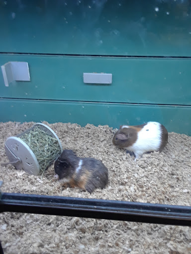 Pet Supply Store «Pet Supplies Plus», reviews and photos, 1500 E Court St Suite 720, Seguin, TX 78155, USA