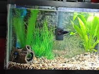 Tropical Imports - Photo 6 - Car repair in Glendale, CA, Burbank