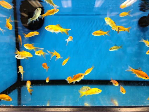 Pet Supply Store «Petco Animal Supplies», reviews and photos, 7215 170th Ave NE #115, Redmond, WA 98052, USA