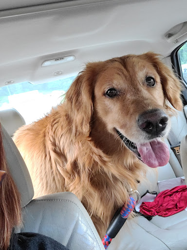 Rebecca Darland Pet Clinic, Inc image