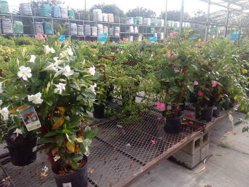 Tiendas para comprar plantas exterior Orlando