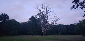 Wanskuck Park - photo 68