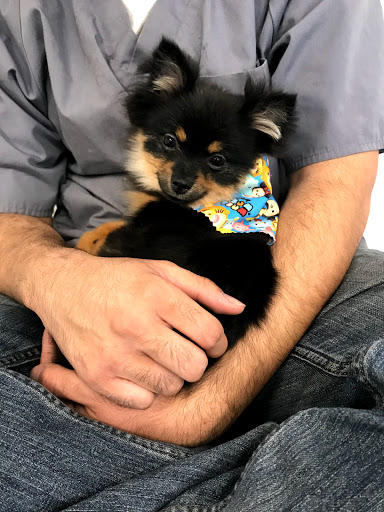 Pet Groomer «Soggy Dog Grooming And Pet Supplies», reviews and photos, 344 E 4th St, Long Beach, CA 90802, USA