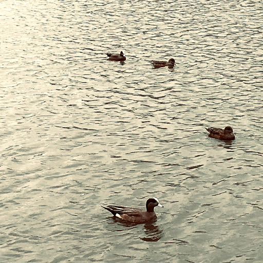 Park «Duck Pond Park», reviews and photos, 400 E Bethel School Rd, Coppell, TX 75019, USA