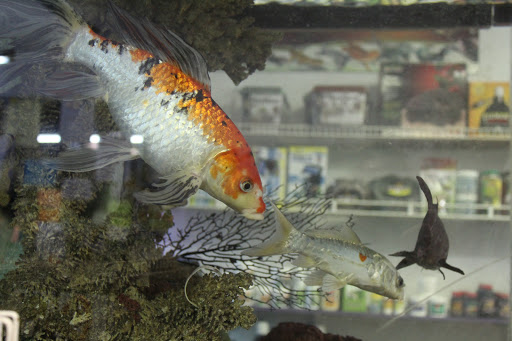 Pet Store «Animart Pets», reviews and photos, 2813 Veterans Memorial Hwy SW, Austell, GA 30168, USA