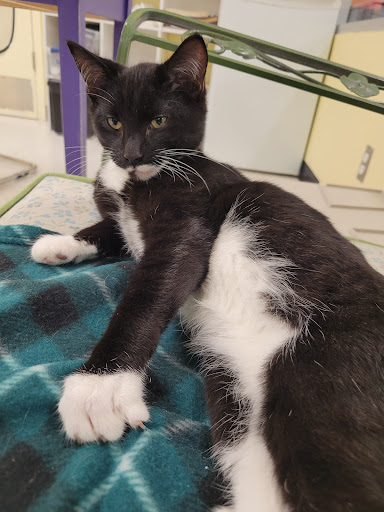 Pet Supply Store «Petco Animal Supplies», reviews and photos, 8775 SW Tualatin-Sherwood Rd, Tualatin, OR 97062, USA