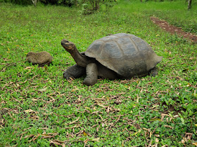 El Chato - Giant Tortoise Reserve