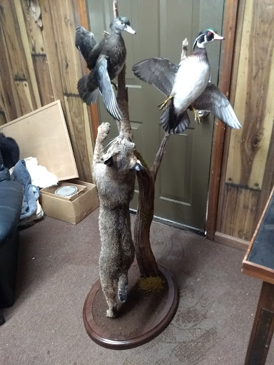Norm's Taxidermy