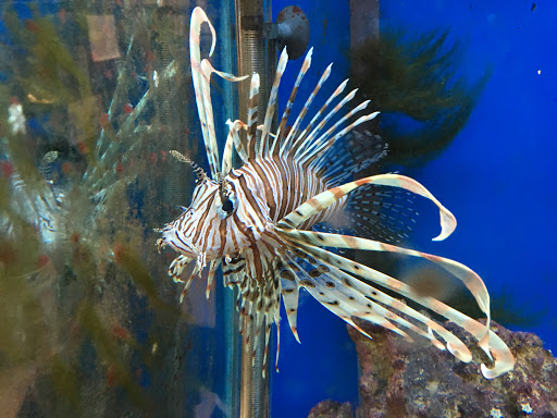 Tropical Fish Store «Midway Tropical Fish & Pets», reviews and photos, 24101 Pacific Hwy S, Kent, WA 98032, USA