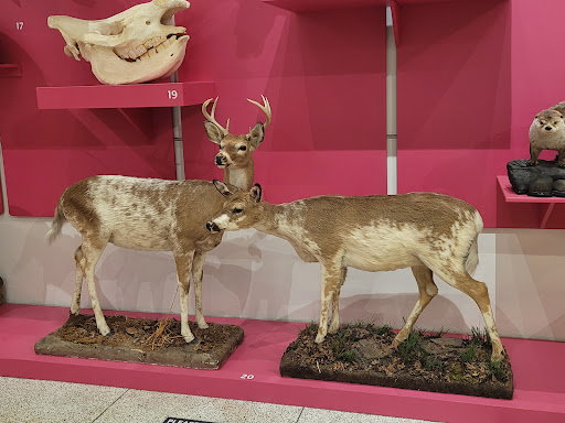 Museum «New Jersey State Museum», reviews and photos, 205 W State St, Trenton, NJ 08608, USA