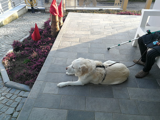 Pensioni per cani e dog hotel a Ambulatorio Veterinario San Pietro