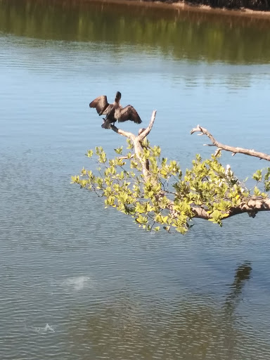 Nature Preserve «Robinson Preserve», reviews and photos, 9800 Manatee Ave W, Bradenton, FL 34209, USA