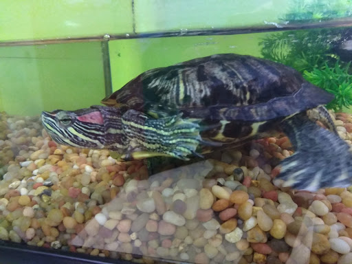 Non-Profit Organization «Interactive Neighborhood for Kids (INK)», reviews and photos, 999 Chestnut St SE, Gainesville, GA 30501, USA