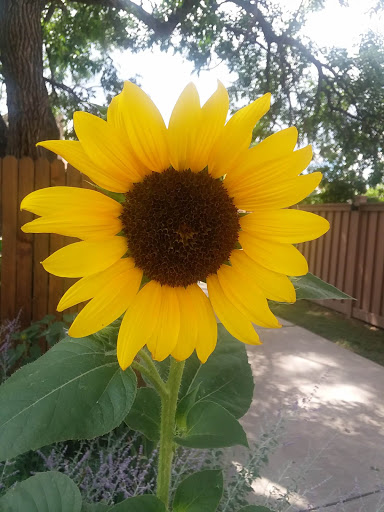 Used Car Dealer «Nile Auto Sales», reviews and photos, 4500 E Colfax Ave, Denver, CO 80220, USA