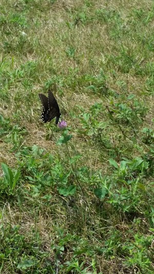 Oak Hill Park - photo 87