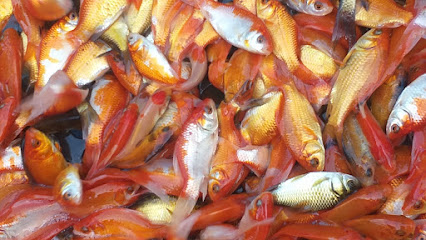Jual benih ikan konsumsi dan ikan hias