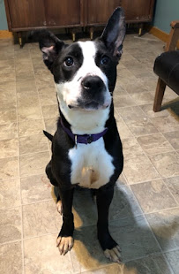 Secondhand Mutts - Photo 8 - Car repair in , Cleveland