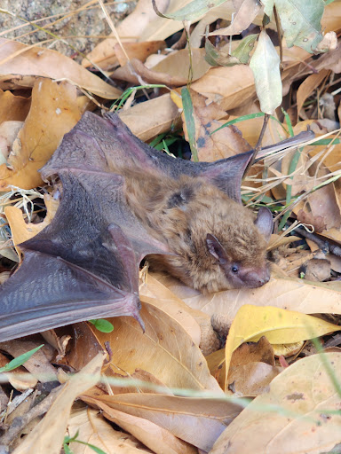 Pest Control Service «Attic Kings», reviews and photos