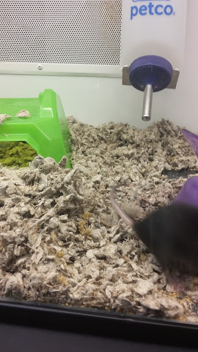 Pet Supply Store «Petco Animal Supplies», reviews and photos, 1429 W Pacheco Blvd, Los Banos, CA 93635, USA