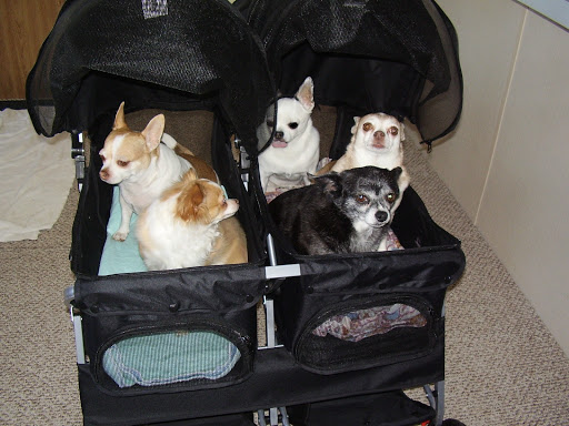 Pet Supply Store «PetSmart», reviews and photos, 533 S Tracy St, Wichita, KS 67209, USA