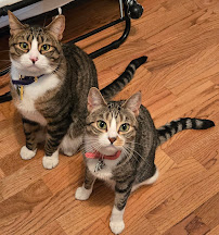 Twin Lakes Veterinary Hospital - Photo 9 - Car repair in Federal Way, WA, Tacoma