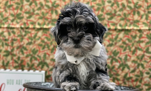 Pet Store «Happiness Is Pets», reviews and photos, 15 W Golf Rd, Arlington Heights, IL 60005, USA