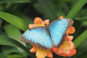 Butterflies at the Vliet image