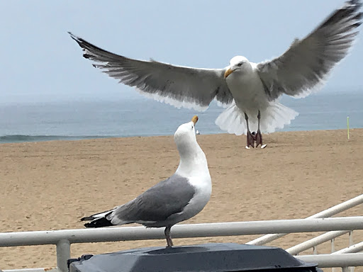 Aquarium «Explore the Ocean World, llc Oceanarium», reviews and photos, 367 Ocean Blvd, Hampton, NH 03842, USA
