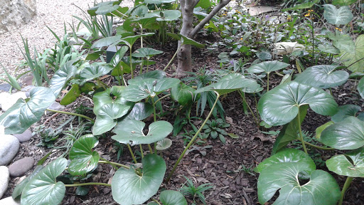 Park «Dragon Park», reviews and photos, 3520 Cedar Springs Rd, Dallas, TX 75219, USA