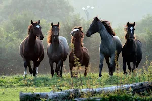 Equestrian Center - Pony Club La Courbette image