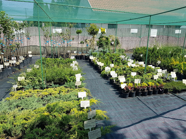 Értékelések erről a helyről: FLORINA kertészeti vállalkozás, Pásztó - Kertészkedő