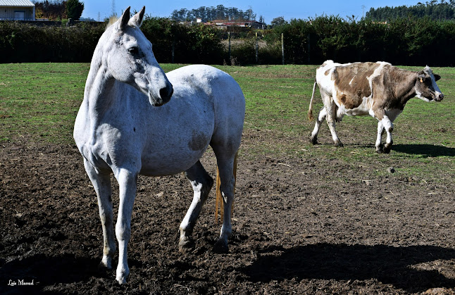 Avaliações doCentro Clínico e de Investigação Veterinária de Vairão (CCIVV), em Vila do Conde - Escola