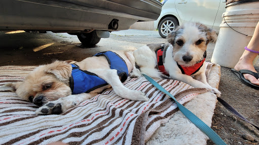 All Cats and Dogs Grooming